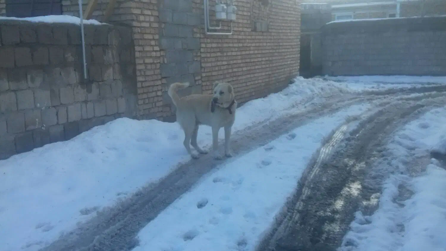 سگ گله ای|سگ|سیلوانه, |دیوار