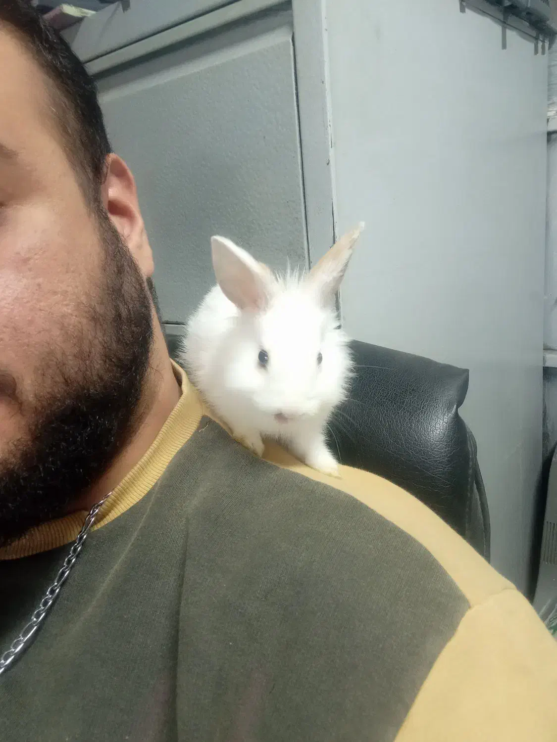 بچه خرگوش نژاد دار|موش و خرگوش|مشهد, هفده شهریور|دیوار