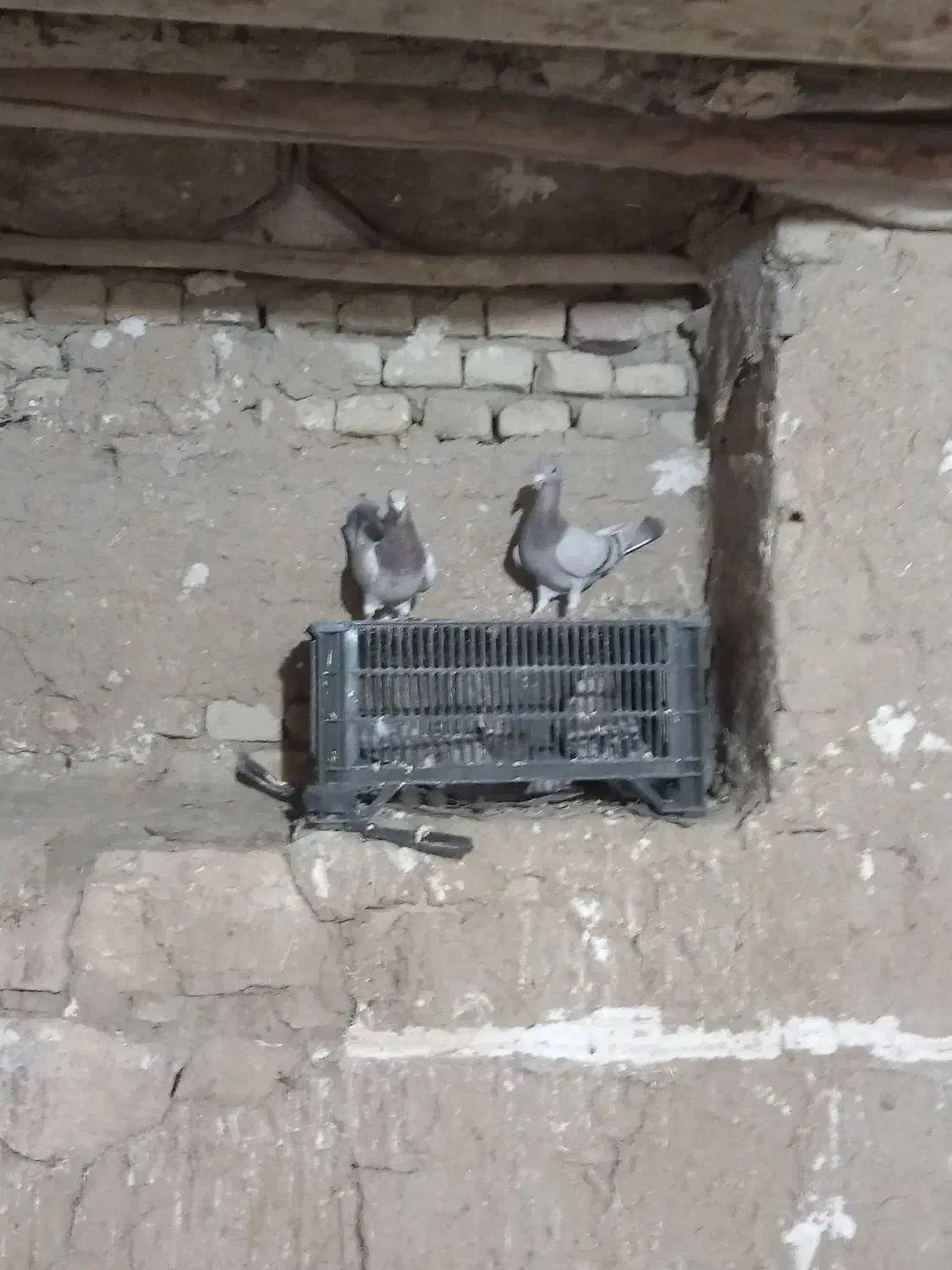 نامور|پرنده|لالجین, |دیوار