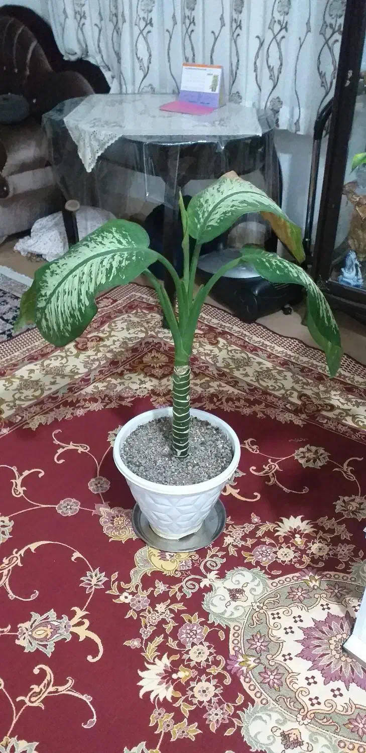 گل طبیعی|گل و گیاه طبیعی|سراب, |دیوار