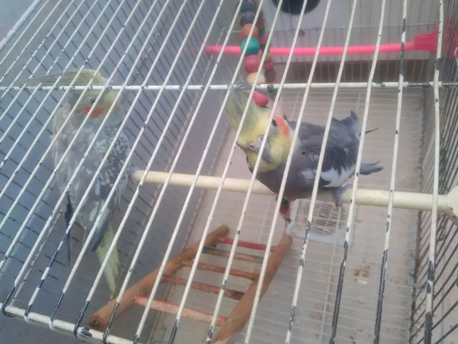 عروس|پرنده|رضویه, |دیوار