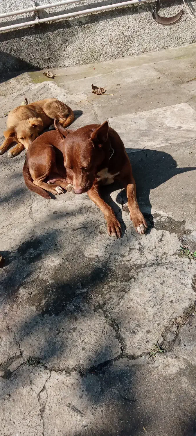 سگ پیتبول ماده دو ساله|سگ|رودسر, |دیوار