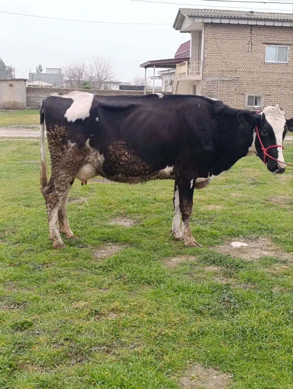 گاو شیری صنعتی|حیوانات مزرعه|آق قلا, |دیوار