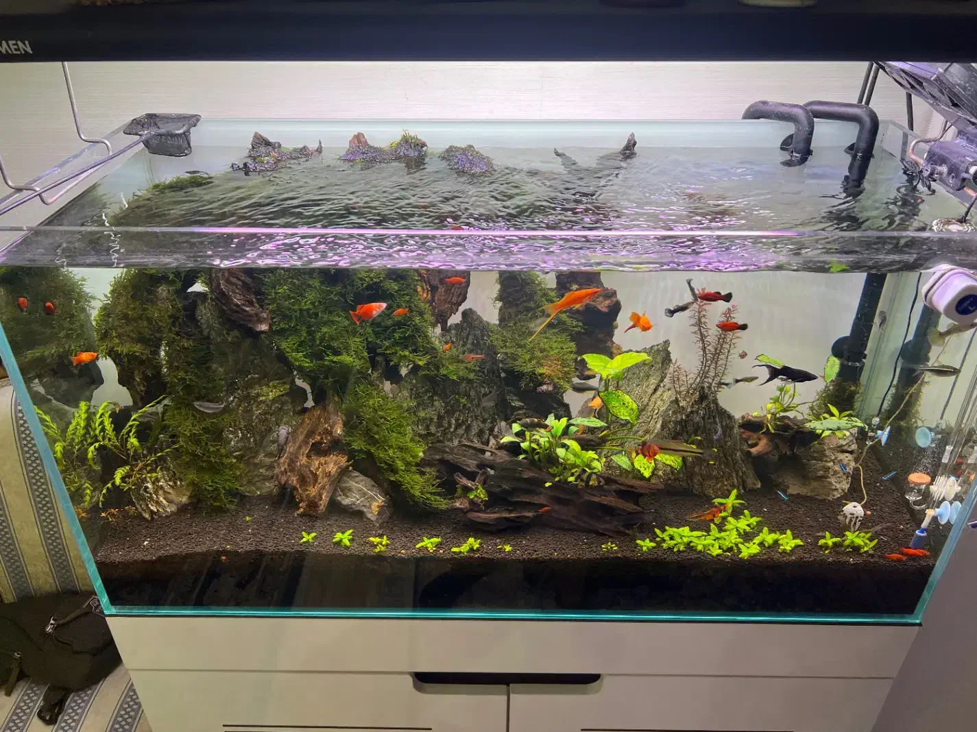 اکواریوم رملس کلیر پلنت|ماهی|کرج, شهرک بنفشه|دیوار