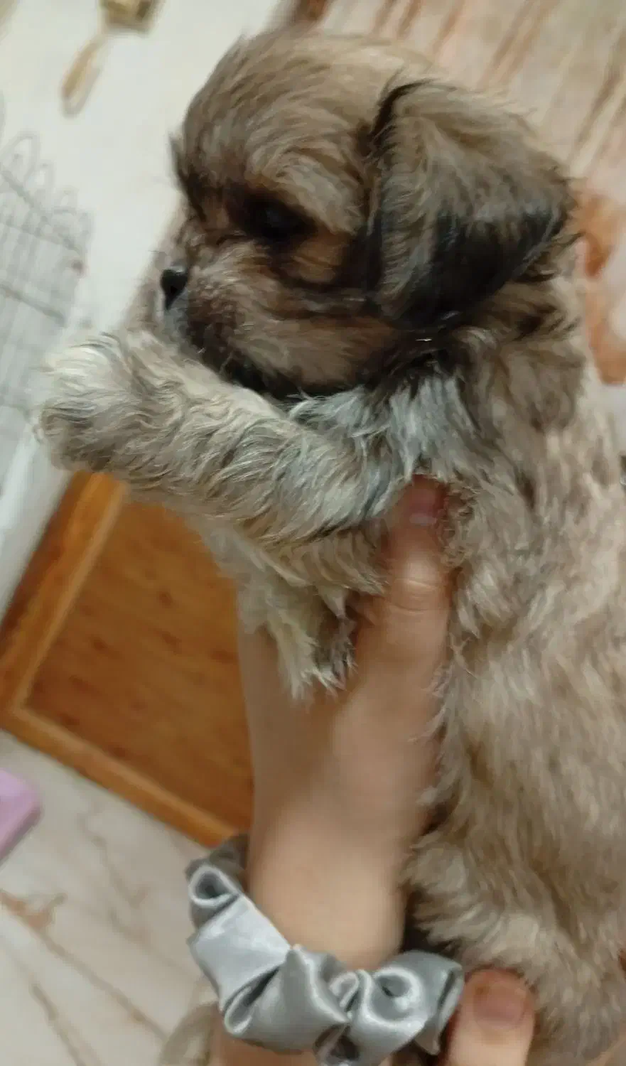 پکنیز شیتزو|سگ|بندر انزلی, شانگهای پرده|دیوار