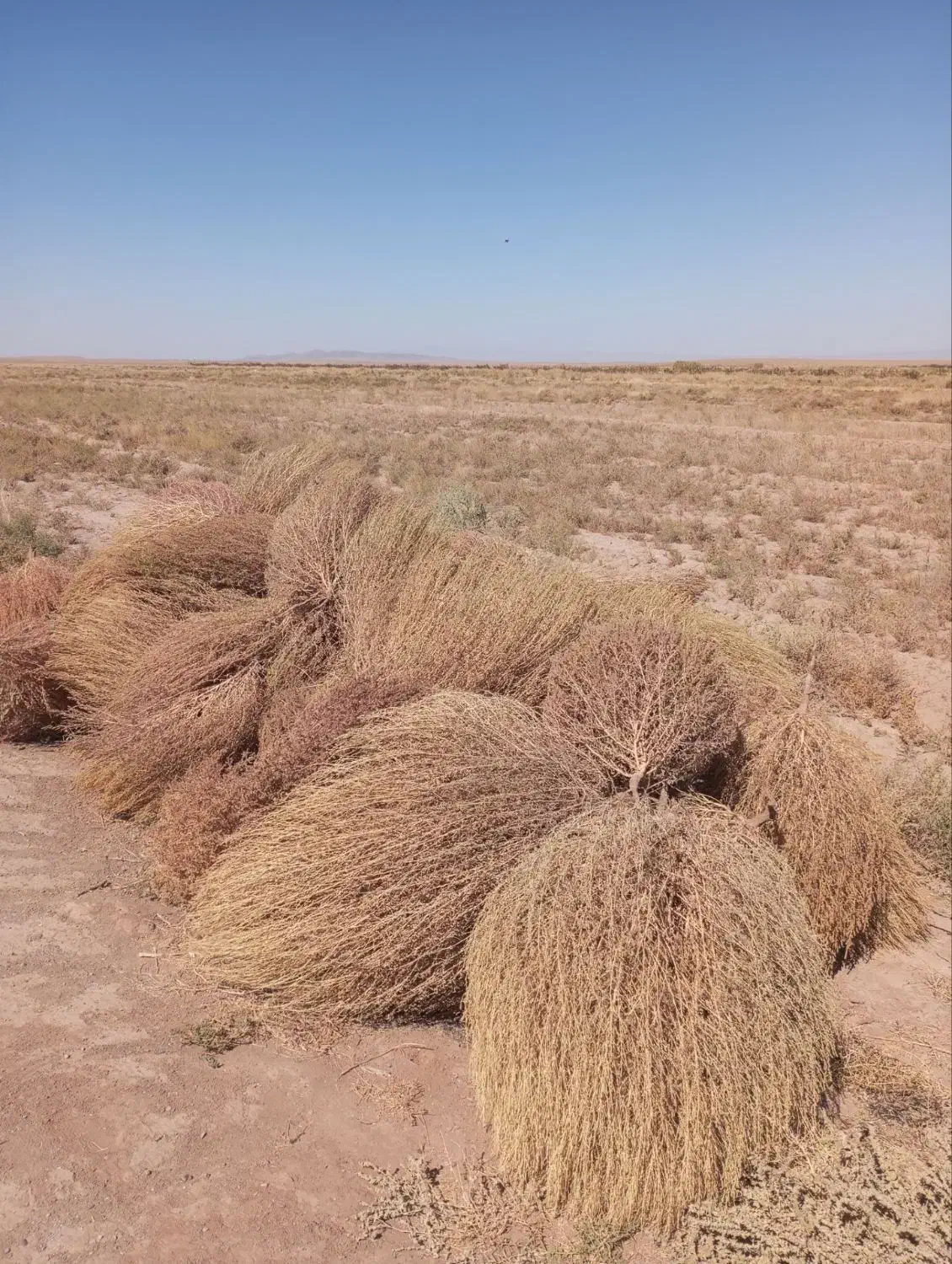 جارو محلی|لوازم نظافت|سبزوار, شهرک صنعتی خاوران|دیوار