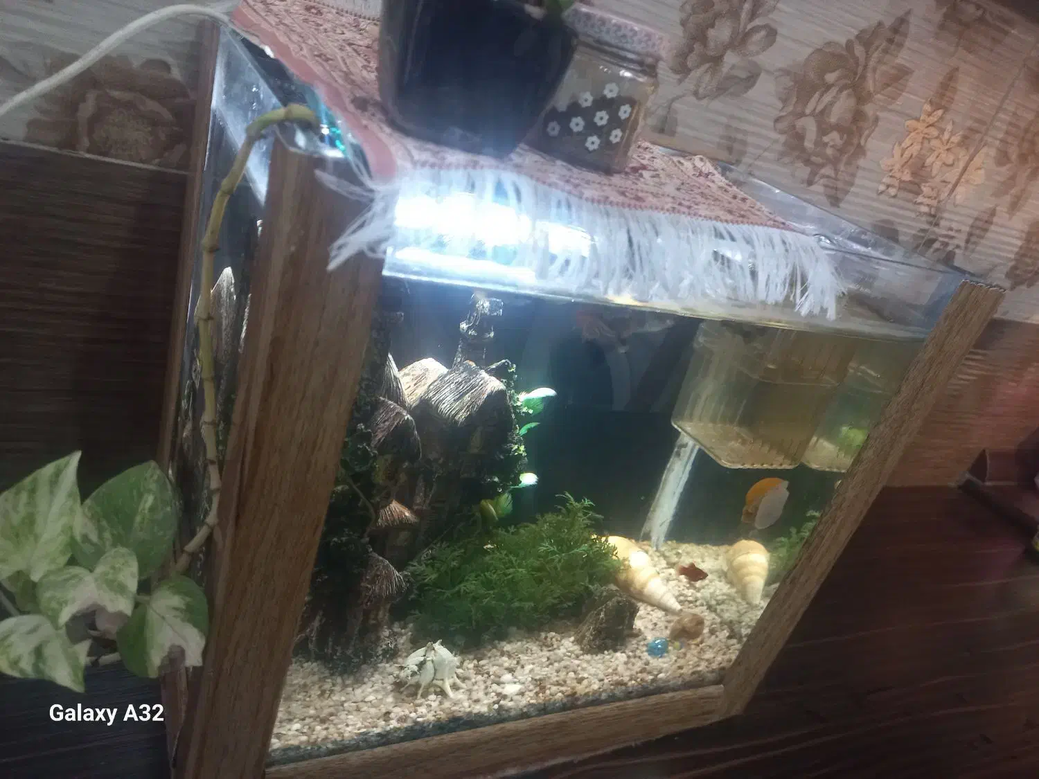 اکواریم بدون تجهیزان وماهی|ماهی|برخوار, |دیوار