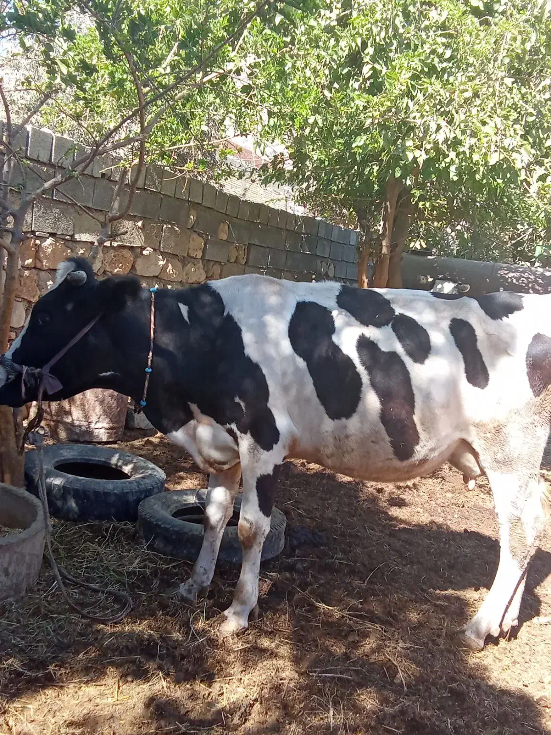 فروش گاو شیری|حیوانات مزرعه|شباب, |دیوار