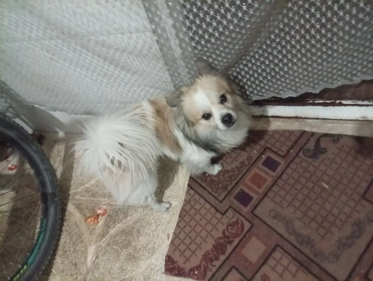 پامرین نر تربیتشده ۹ ماهه سالم|سگ|ورامین, ریحان آباد|دیوار