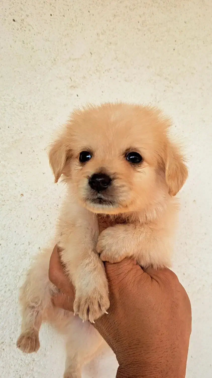 توله سگ پشمالو|سگ|گرگان, |دیوار