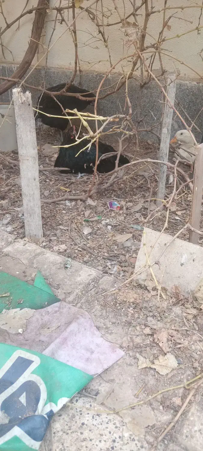 مرغ محلی و اردک|حیوانات مزرعه|مشهد, شهرک مهرگان|دیوار