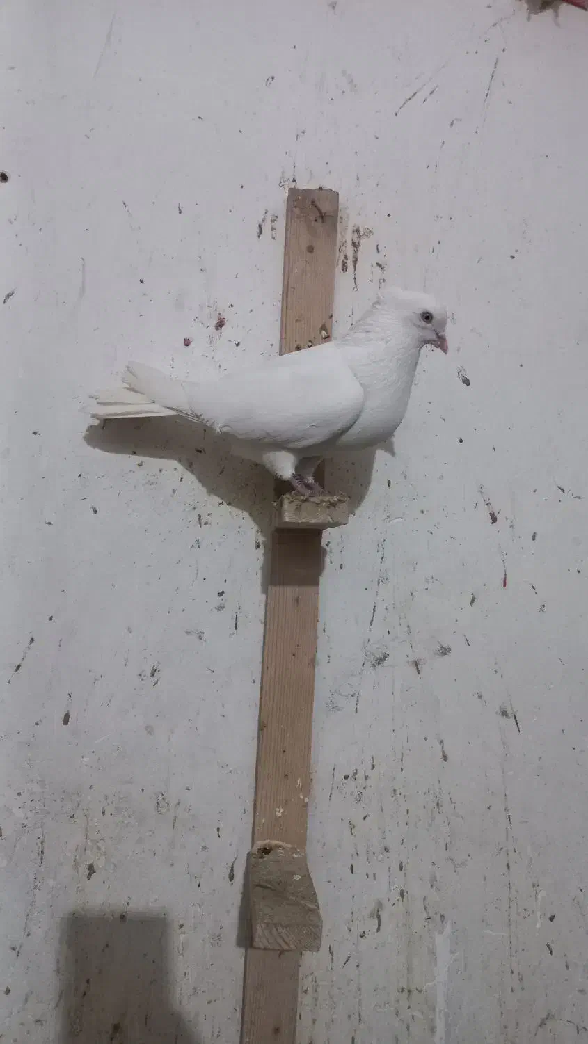 کفتر دم سفید وپرشی|پرنده|یزد, |دیوار