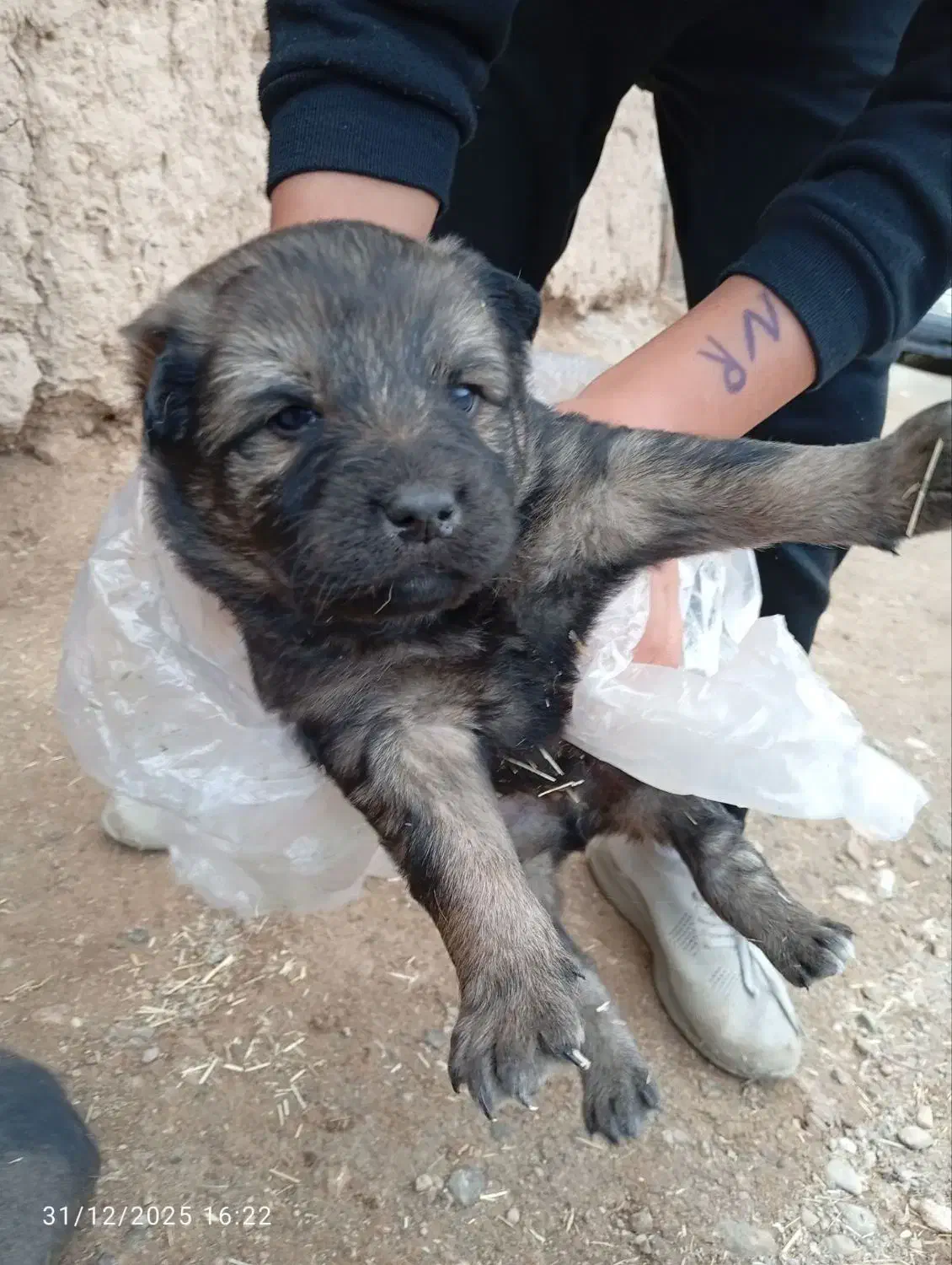 سگ سرابی|سگ|ماهنشان, |دیوار