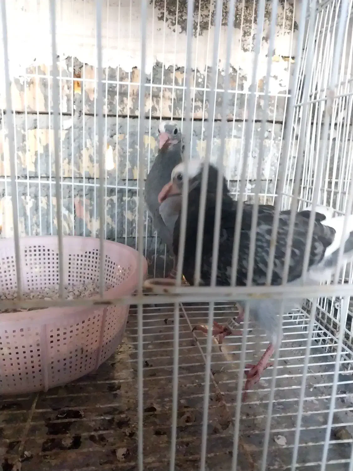 کبوتر جوجه آلمانی پلاکی|پرنده|گنبد کاووس, |دیوار