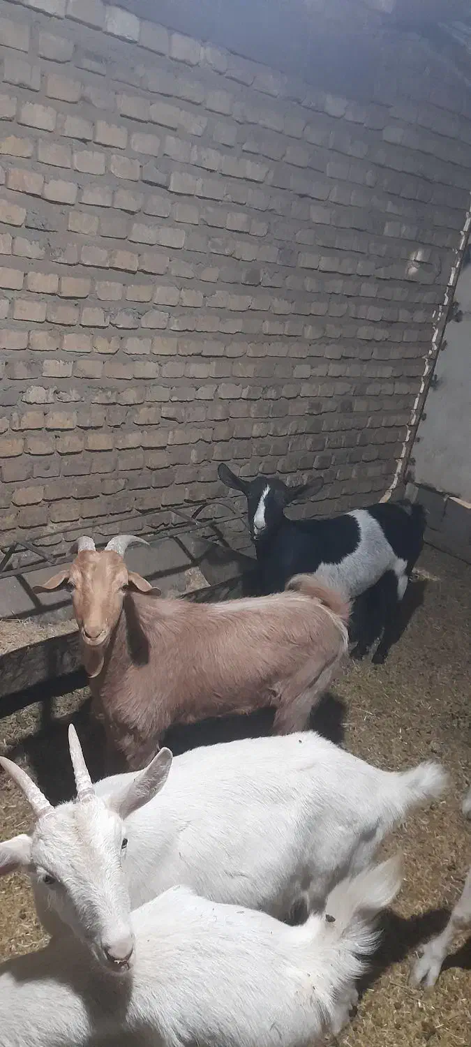 دو عدد کره نر و ماده|حیوانات مزرعه|تفت, |دیوار