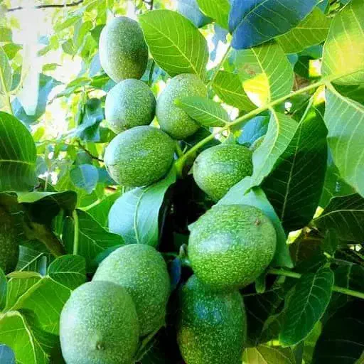 نهالستان گردو و بادام های دیرگل و پربار پالیز|خدمات باغبانی و درختکاری|ماهان, |دیوار