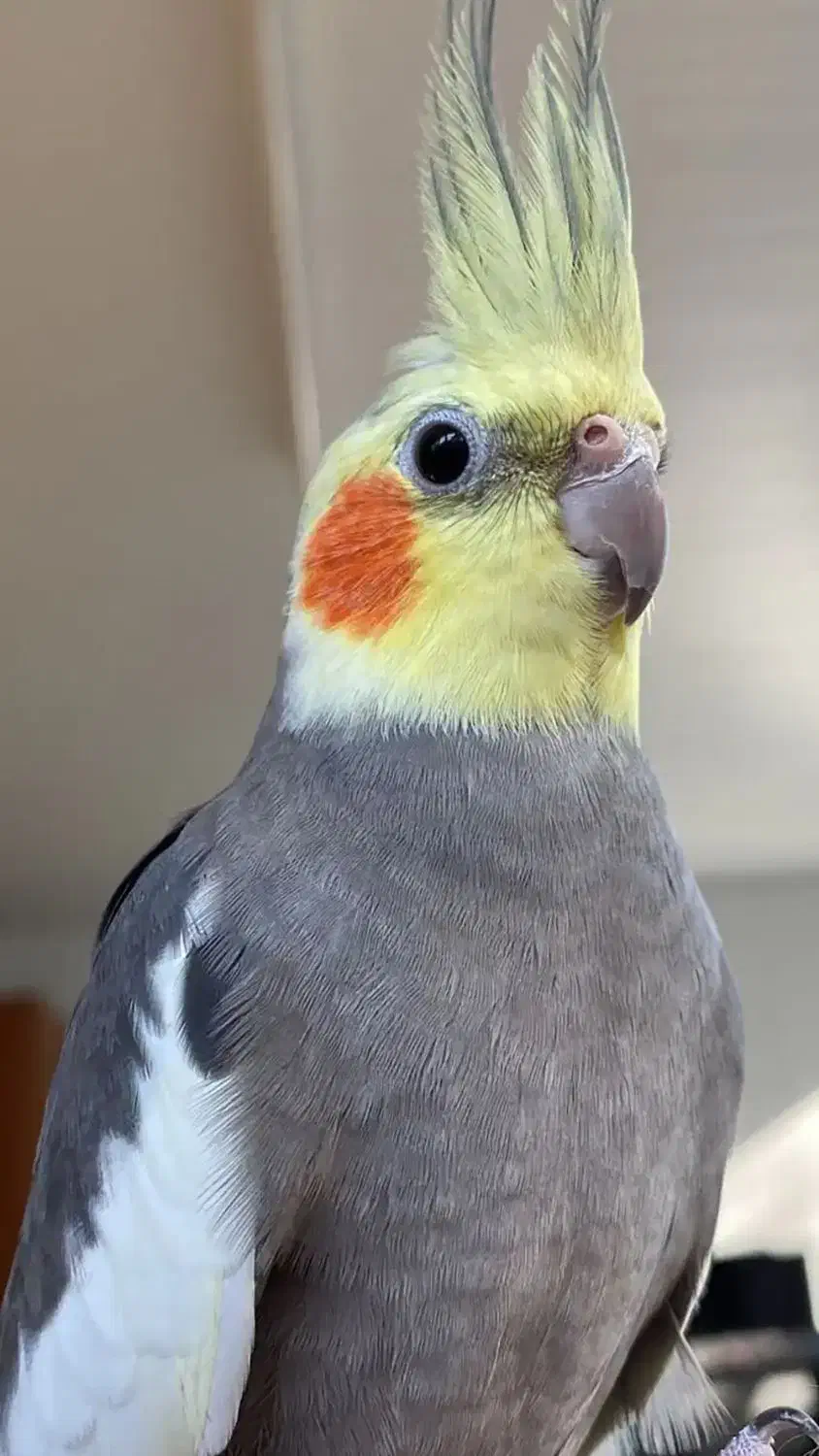 عروس هلندی|پرنده|یزد, |دیوار