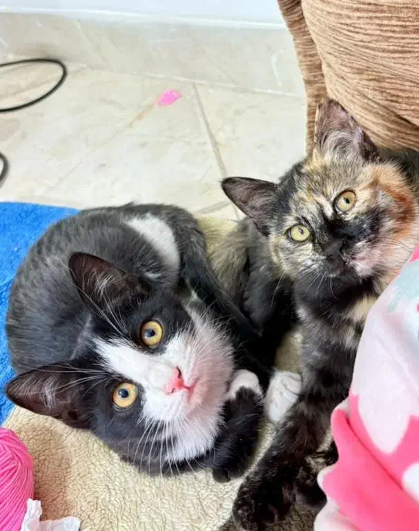 واگذاری دو عدد بچه گربه|گربه|کرمان, |دیوار