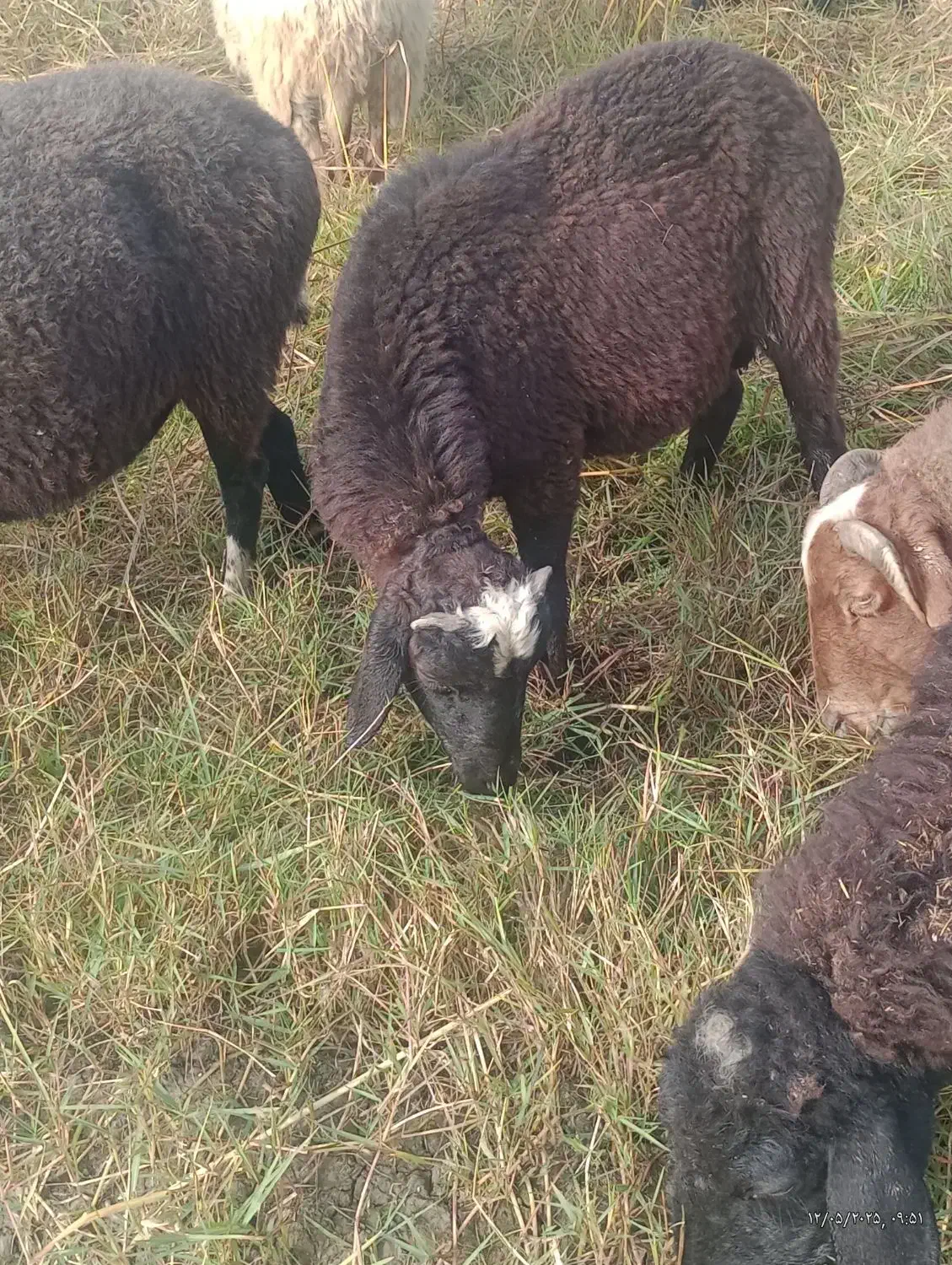 نر بره|حیوانات مزرعه|قائم‌شهر, |دیوار