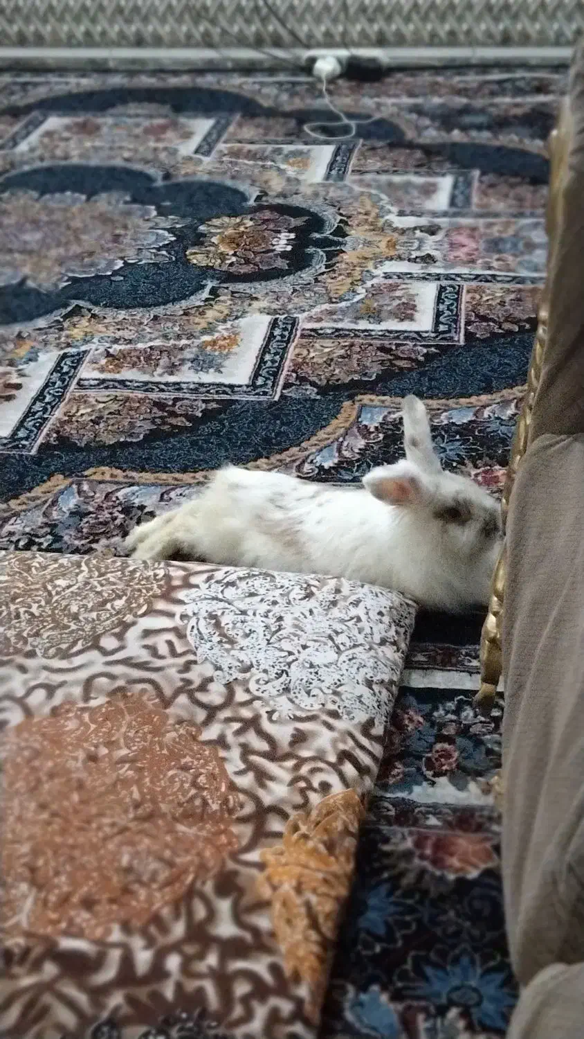 خرگوش سفید برفی|موش و خرگوش|رباط‌کریم, نصیرشهر|دیوار