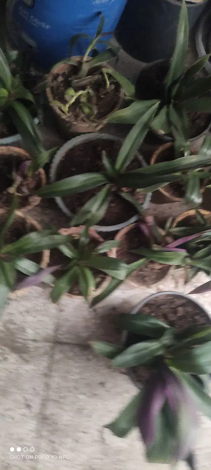 گل ارزون|گل و گیاه طبیعی|شیراز, انجیر|دیوار