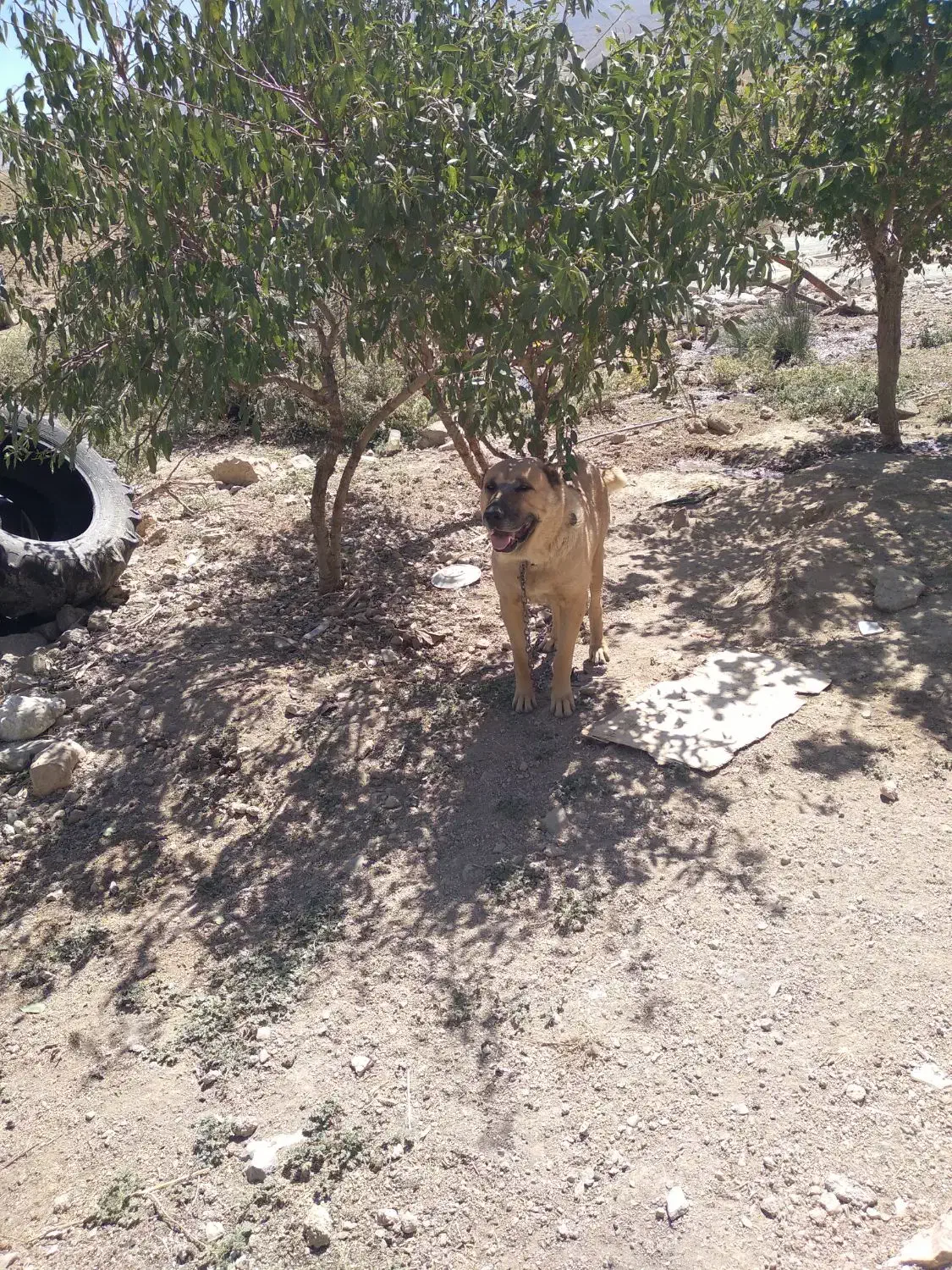 دله خراسانی|سگ|نهاوند, |دیوار