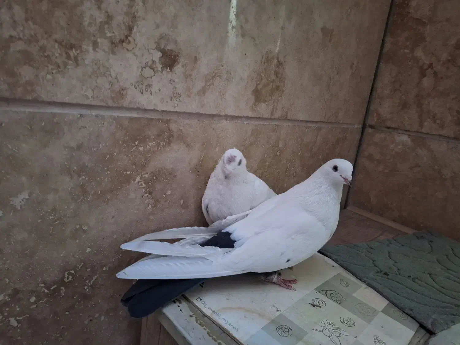 پرنده|پرنده|میانه, |دیوار