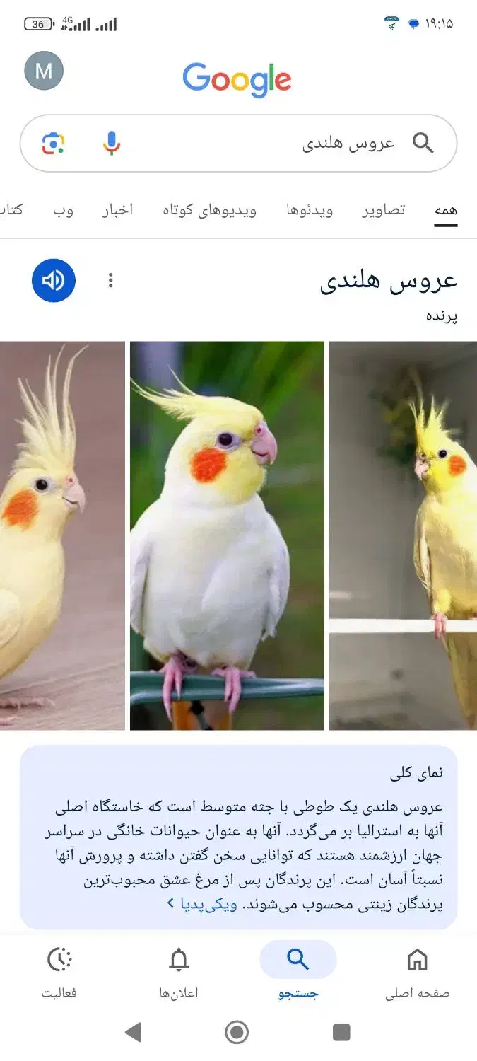 یه عروس هلندی پیدا شده|پرنده|کوهدشت, |دیوار