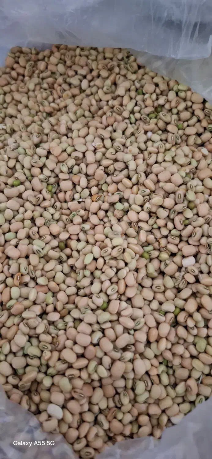 انواع لوبیا موجود می باشد|خوردنی و آشامیدنی|دره شهر, |دیوار