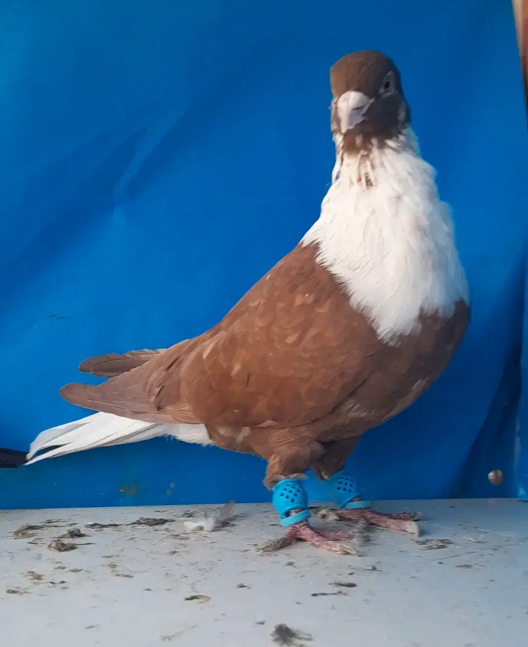 سه تا کلاغ رسمی نواری|پرنده|مشهد, کوی سیدی|دیوار