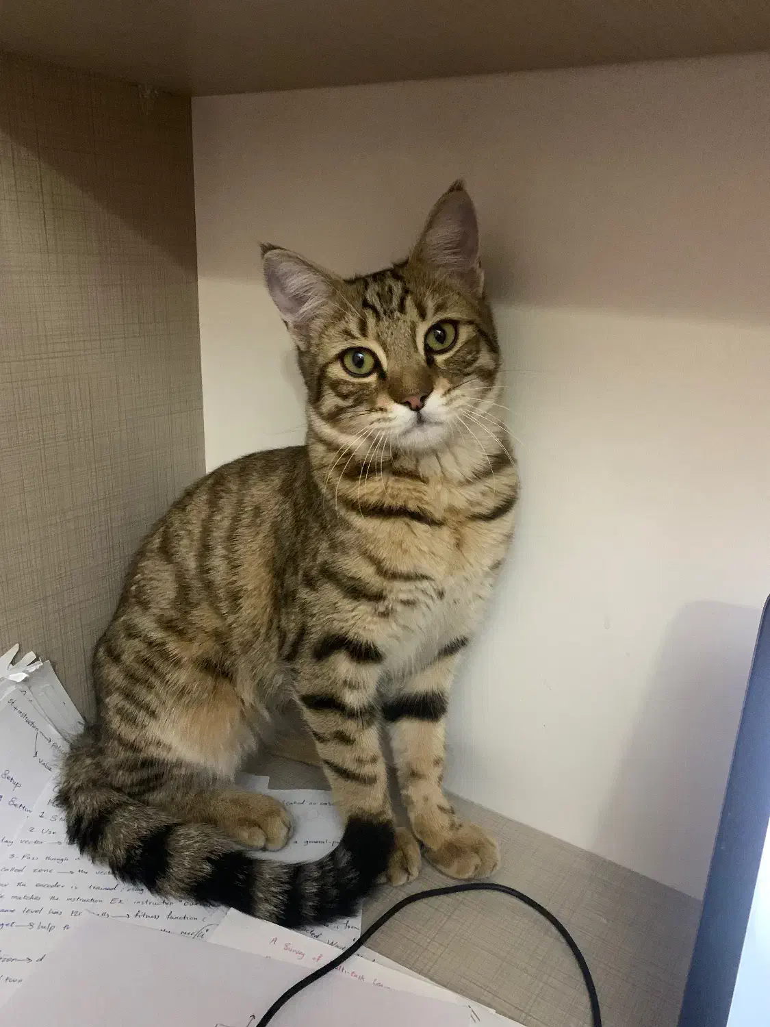 گربه گمشده|حیوانات|تبریز, |دیوار