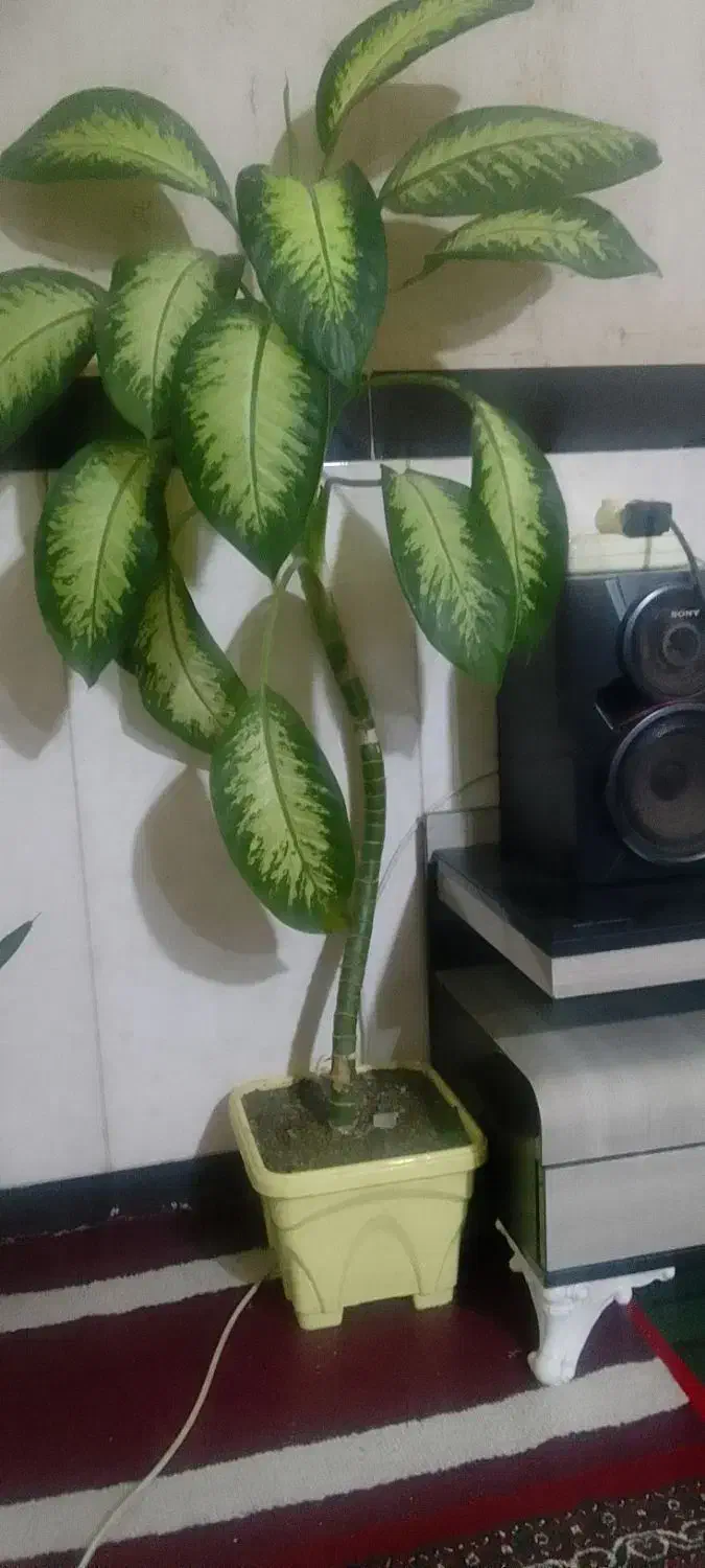 گل دیفن|گل و گیاه طبیعی|سنقر, |دیوار