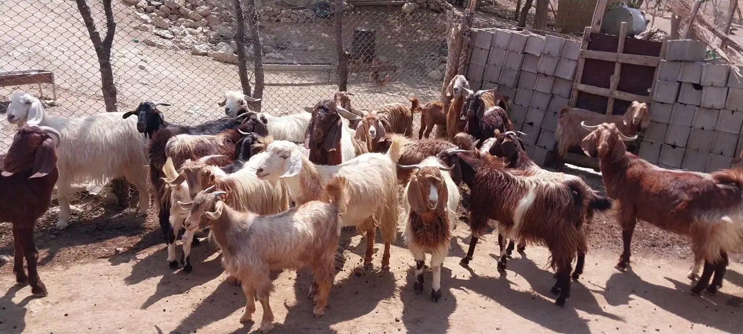 بز ذات دار داشتی|حیوانات مزرعه|مارگون, |دیوار