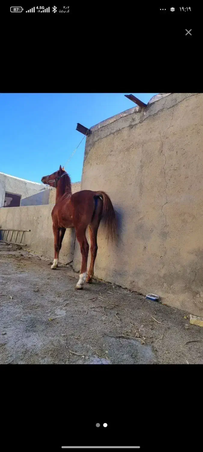 نریان عرب|اسب و تجهیزات اسب‌سواری|رباط‌کریم, رباط‌کریم|دیوار