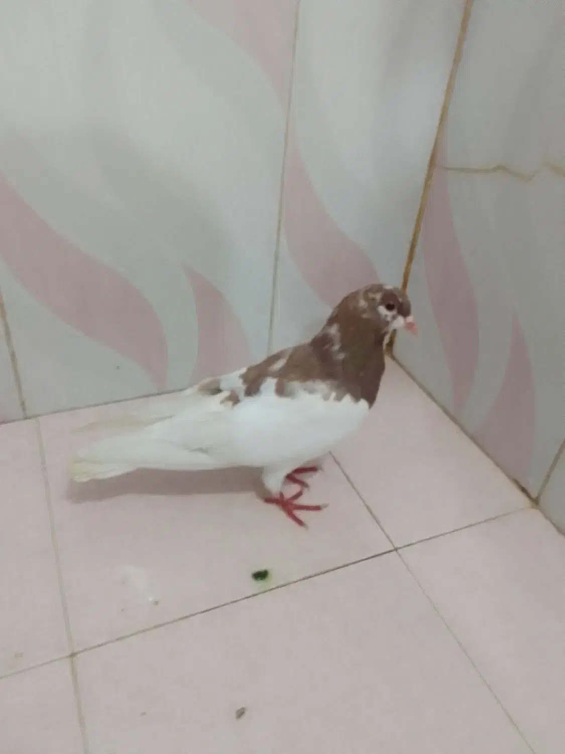 کفتر یال و دمبی|پرنده|شیراز, شریف‌آباد|دیوار