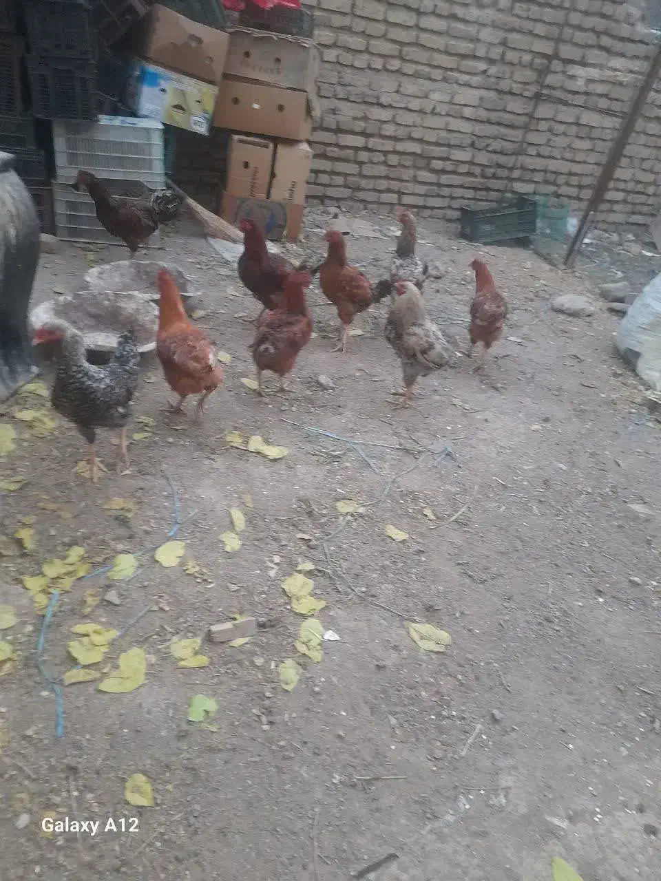 خروس لاری|حیوانات مزرعه|بومهن, |دیوار