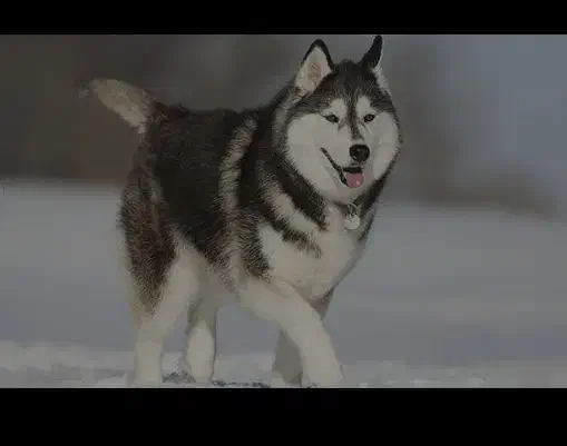 نگهداری سگ|سگ|تهران, شارق|دیوار