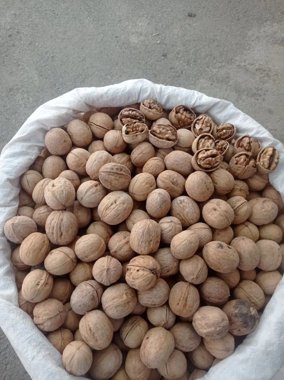 گردو|خوردنی و آشامیدنی|خمینیشهر, |دیوار