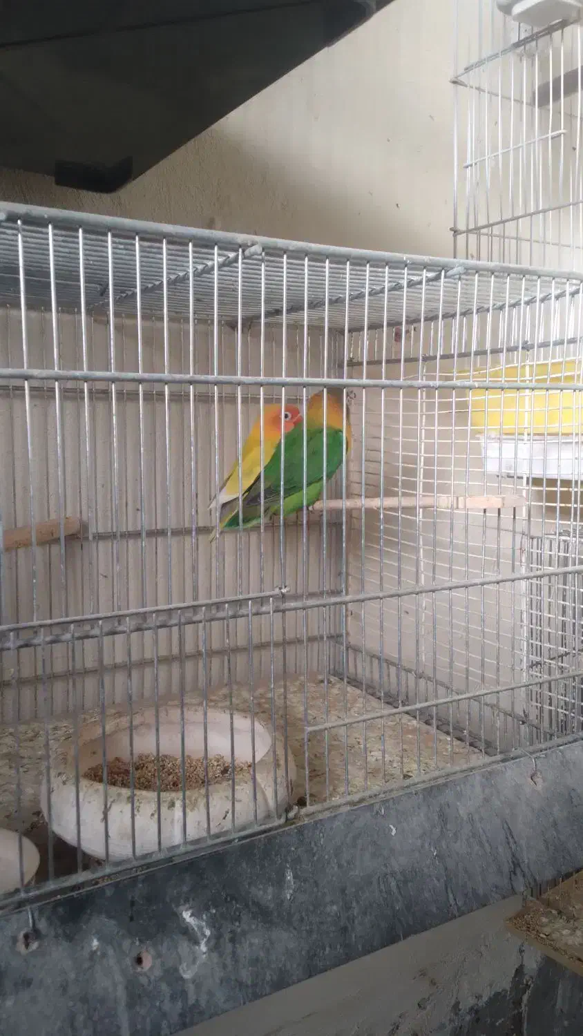 انواع‌طوطی‌ها‌به‌قیمت‌مناسب|پرنده|لالجین, |دیوار