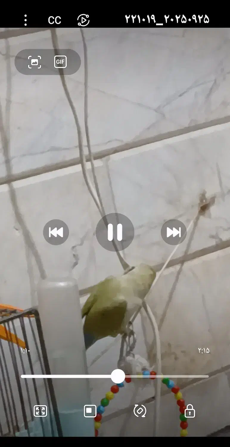 گمشد طوطی کوتوله برزیلی.|پرنده|قم, انصار‌الحسین|دیوار