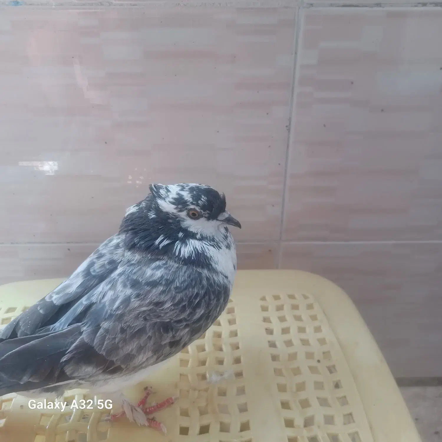 کبوتر فروشی|پرنده|پاکدشت, پاکدشت (مامازند)|دیوار