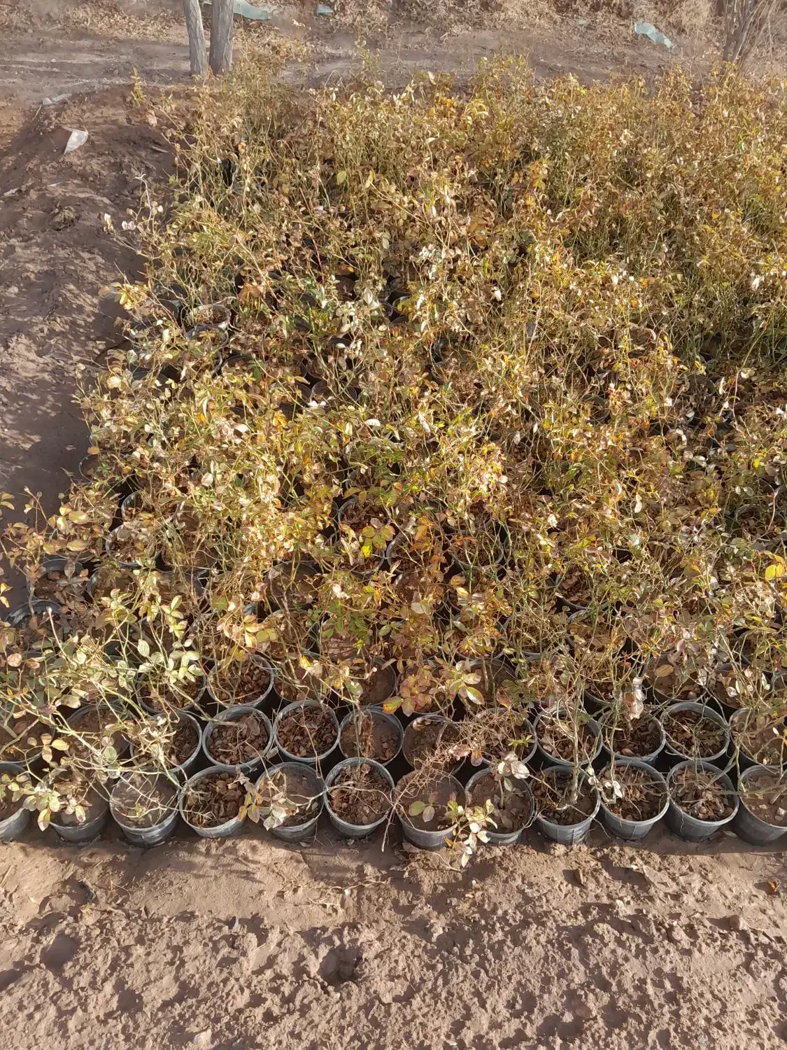 باغبانی|خدمات باغبانی و درختکاری|کرمان, |دیوار