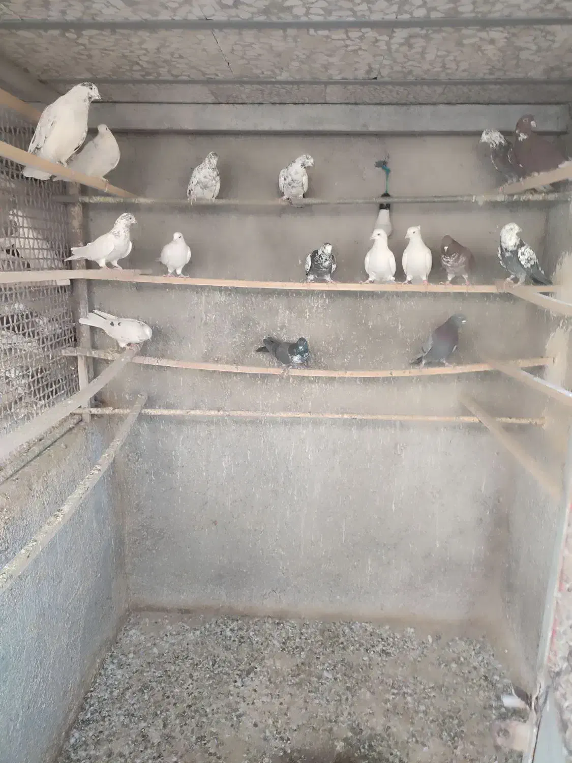 کبوتر نرماده|پرنده|کهک, |دیوار