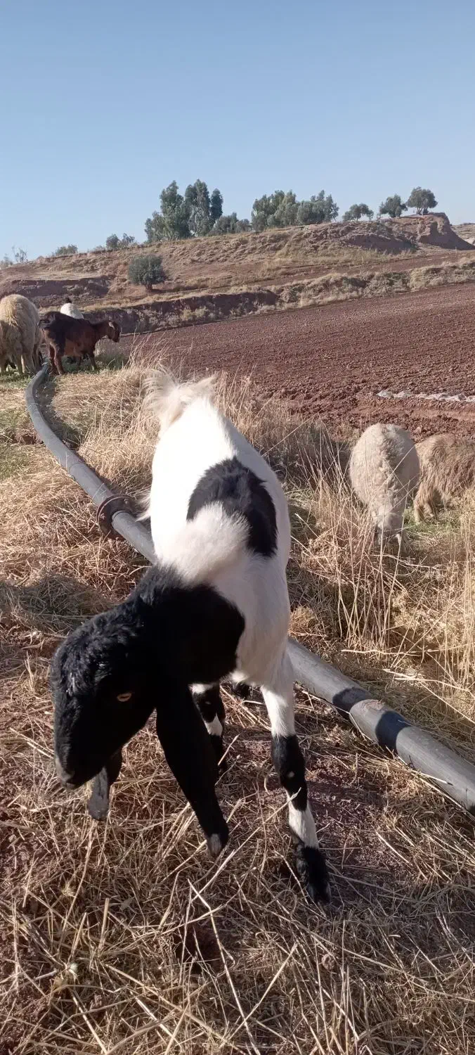 سلام بزغاله نر درجه یک داشتی|حیوانات مزرعه|قصرشیرین, |دیوار