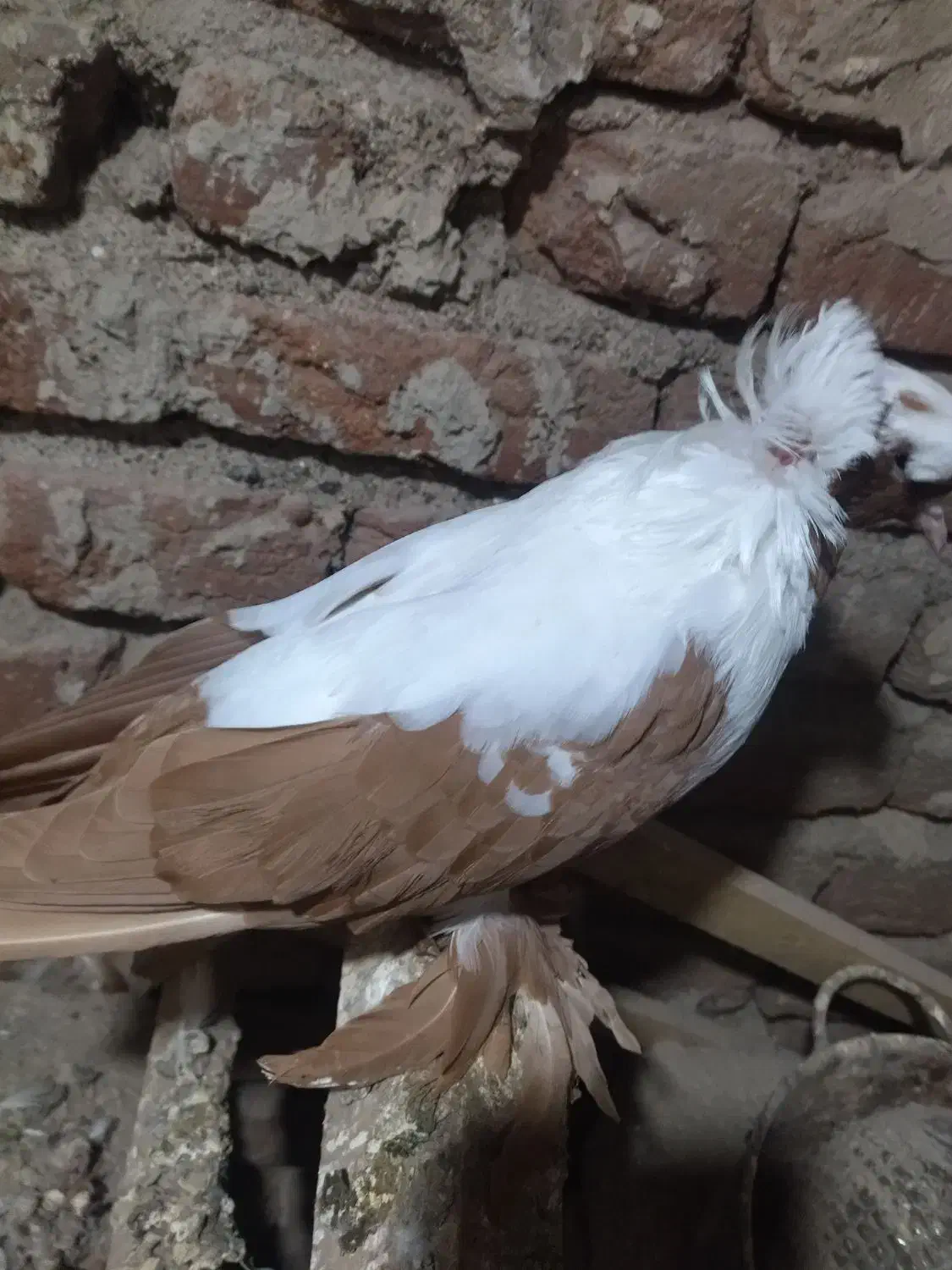 کبوتر ککیلی یاتاق کوگچح|پرنده|اردبیل, |دیوار