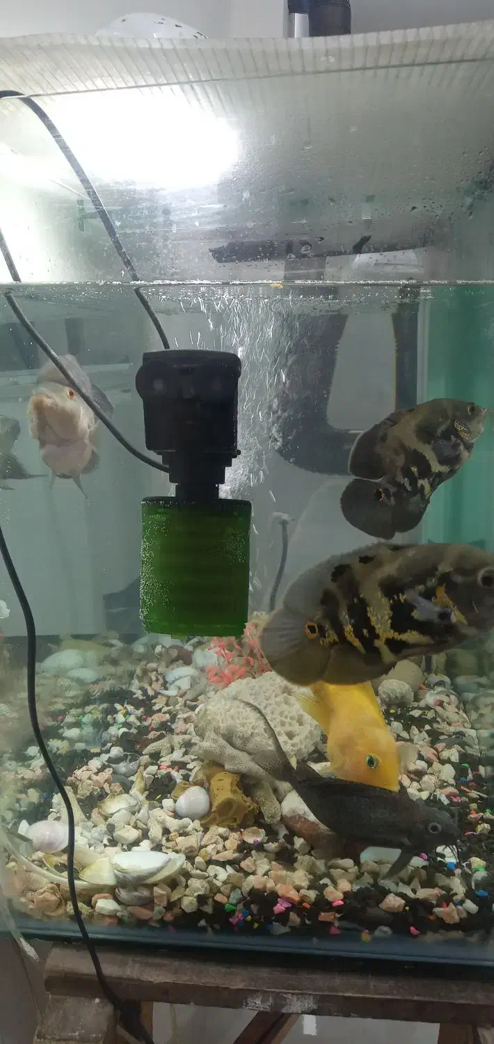 اکواریوم|ماهی|قوچان, |دیوار