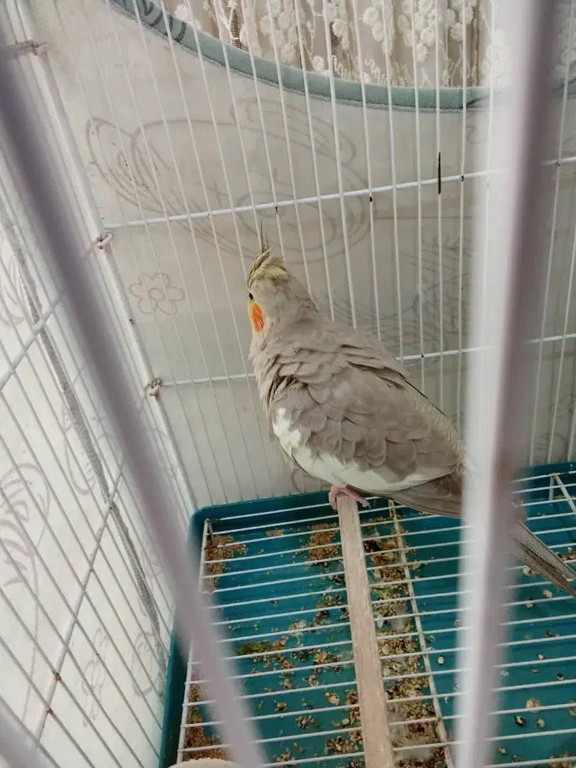 عروس|پرنده|ریگ, |دیوار