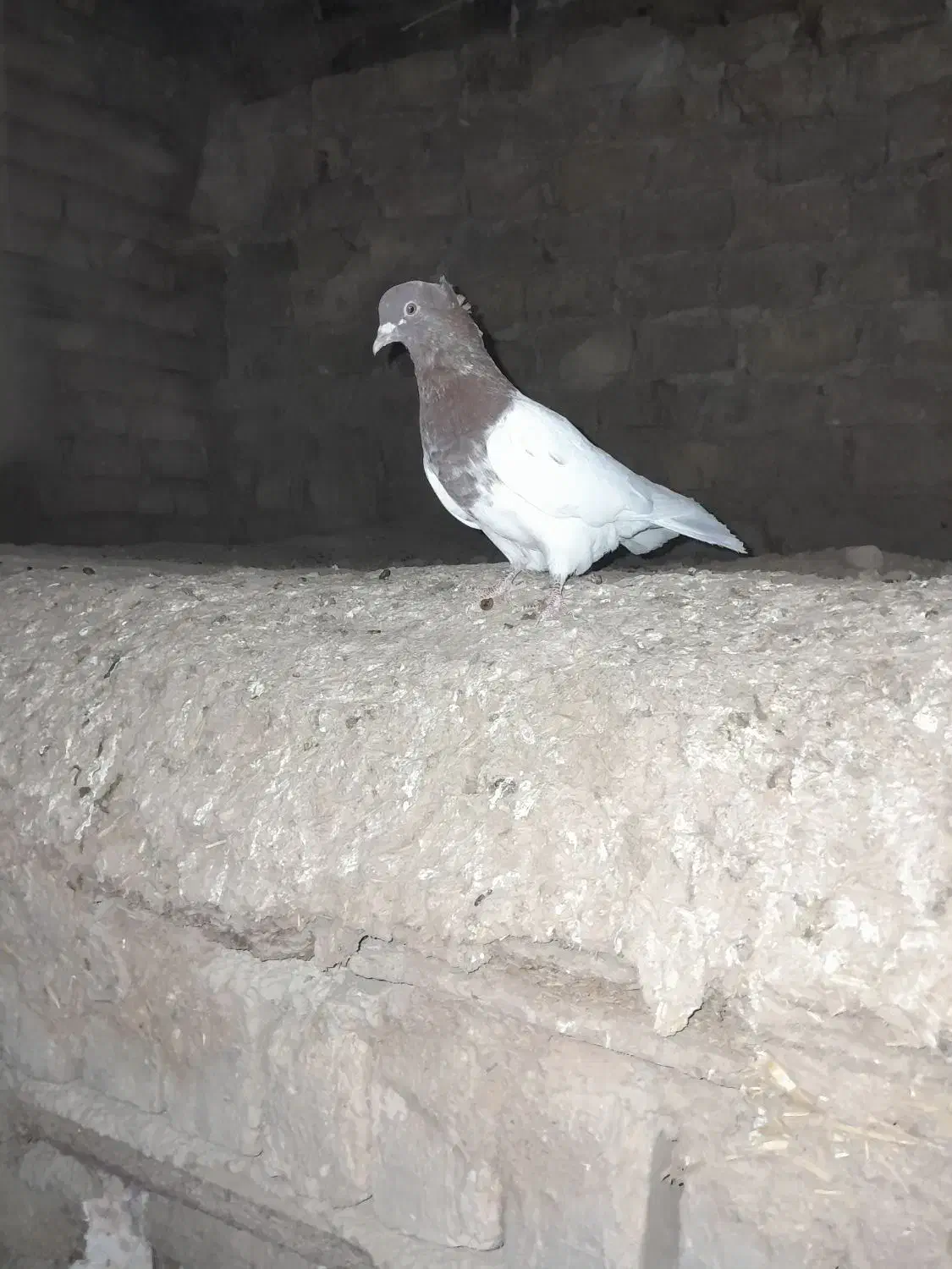 کله سرخ ماده|پرنده|تاکستان, |دیوار