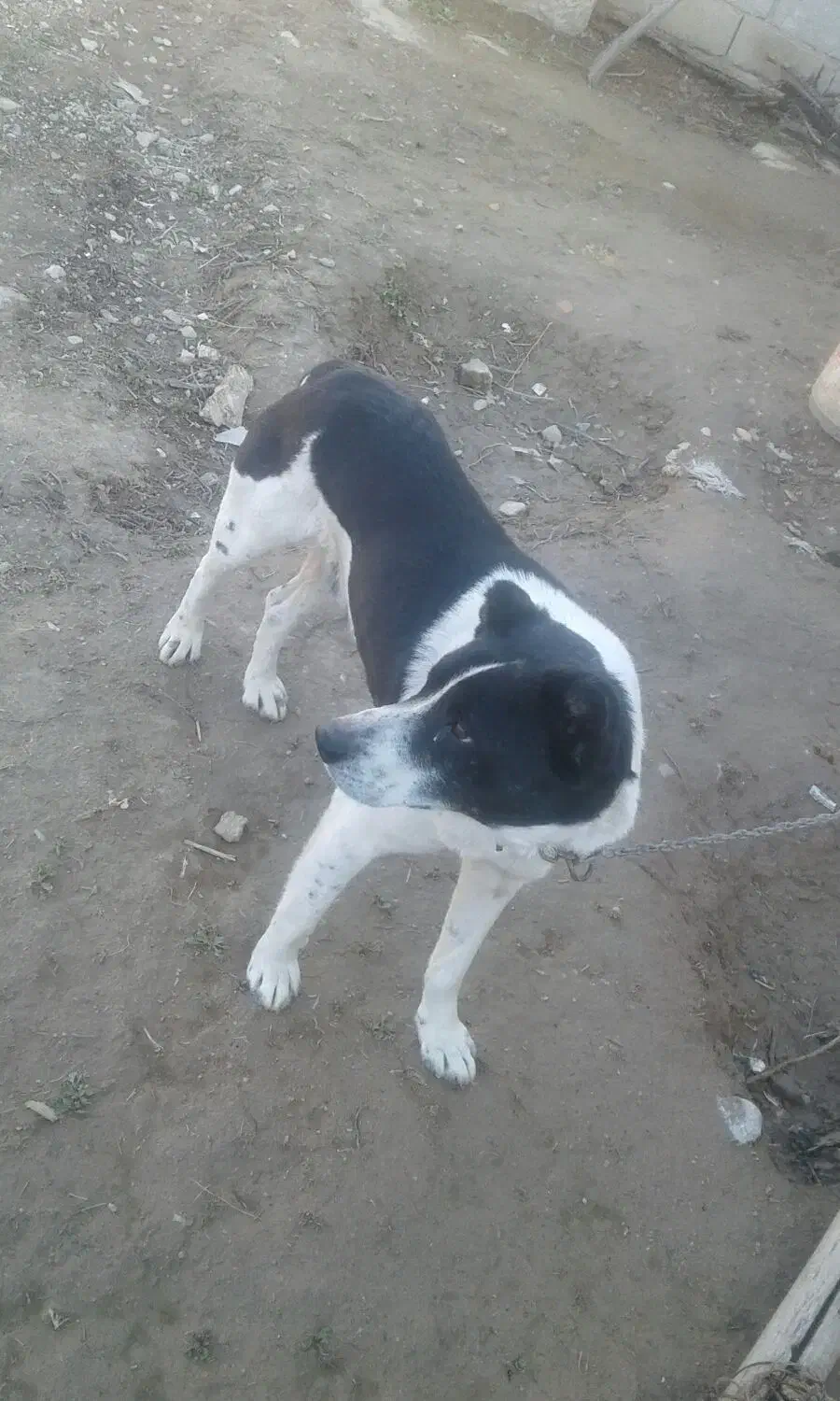 سگ نر|سگ|بجنورد, |دیوار