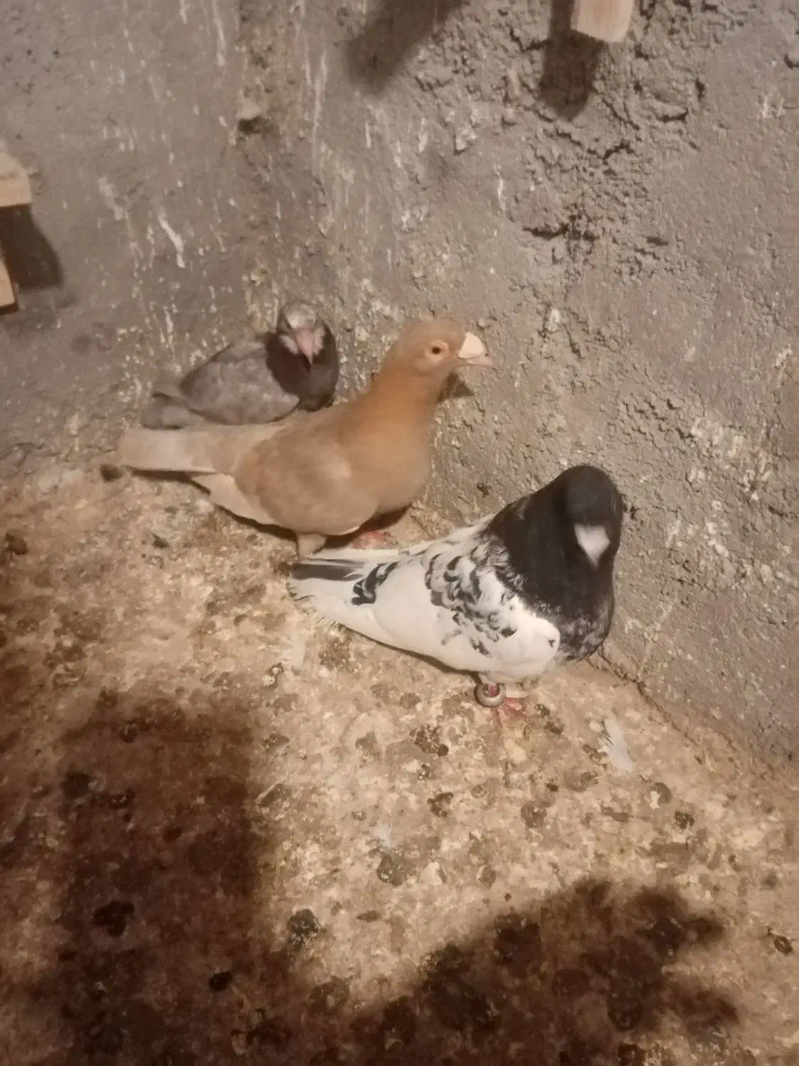 کبوتر کله|پرنده|سیدآباد, |دیوار